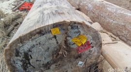 Kayu Hanyut Berlabel Kemenhut